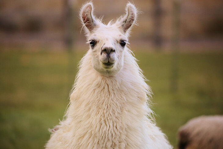Lama